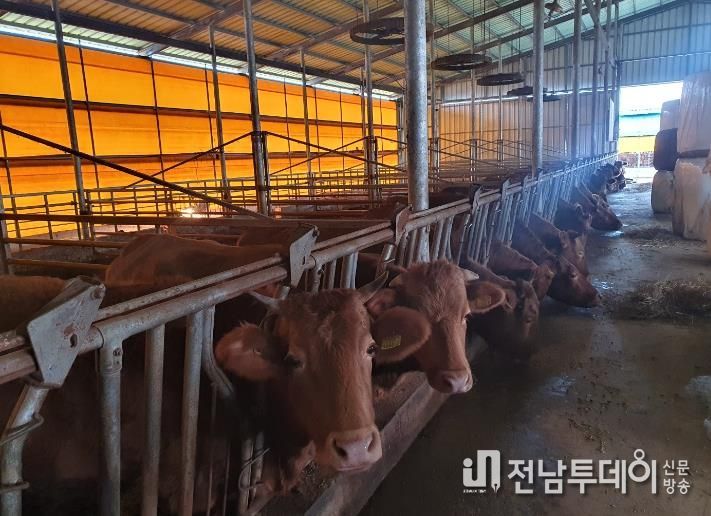 한우- 농가와 축산물이력제 사진