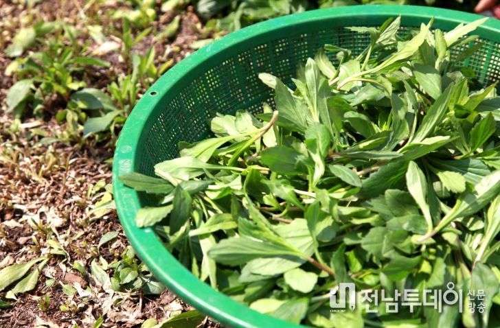 구례삼촌, 홈쇼핑서‘건나물 4종 세트’선보인다