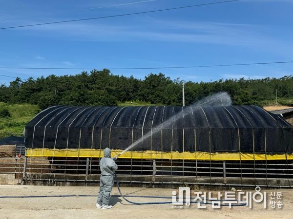 진도군, 긴급 예비비 편성해 ‘가축 폭염피해 선제적 총력 대응’