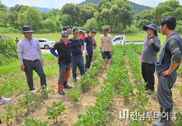콩 파종 작업 실시 모습