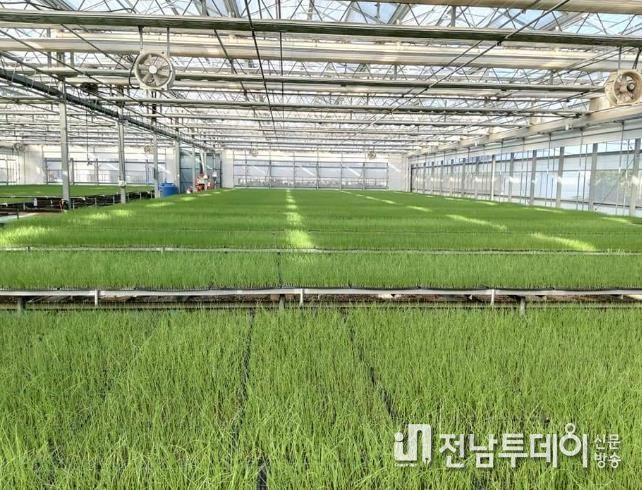 영광군, 양파 육묘 신청접수
