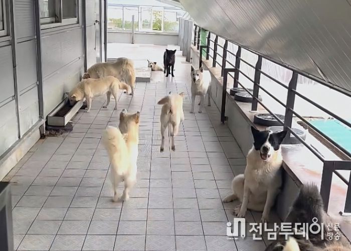 광주시동물보호소 유기견