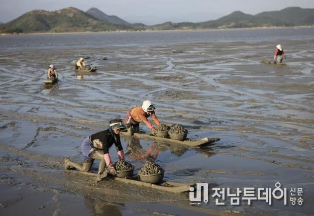 꼬막을 가득 담아 돌아오고 있다