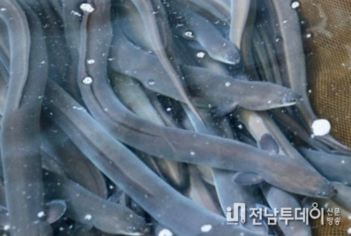 영암 민물장어, 브랜드 입고 도약한다