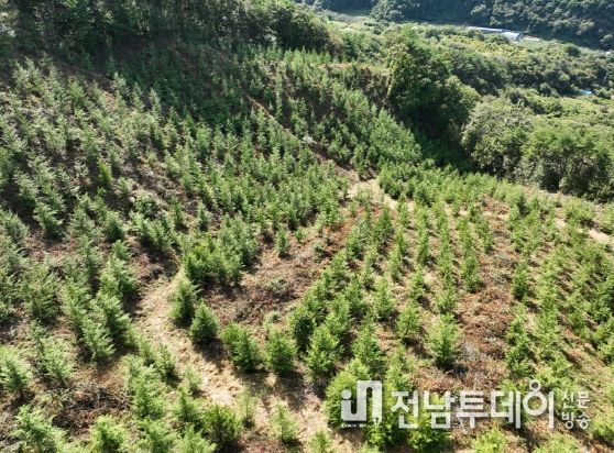 곡성군,“건강한 숲 아름다운 미래”를 위한 숲 가꾸기 추진