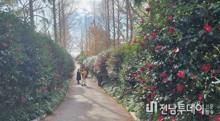2024 섬 겨울꽃 축제 사진