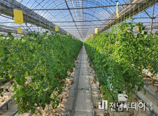 농업 분야 달라지는 제도와 시책- 방울토마토 재배 사진