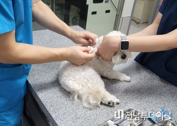 광주광역시, 설 연휴 반려동물 응급진료 운영