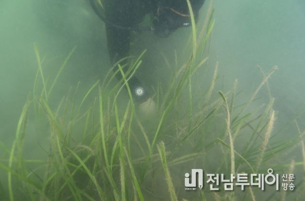 완도군, 바다 정원화 사업 결과 ‘잘피 생존율 높아’