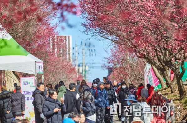 순천시, 제7회 매곡동 탐매축제