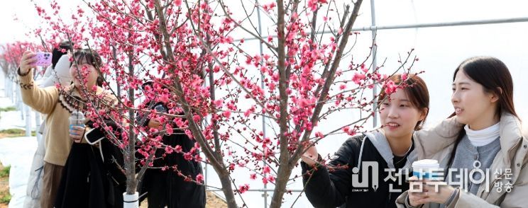 홍매화가 부른 봄, 왔더니 강진 청자축제장