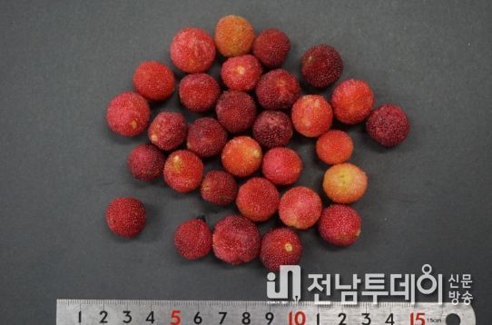소귀나무 열매