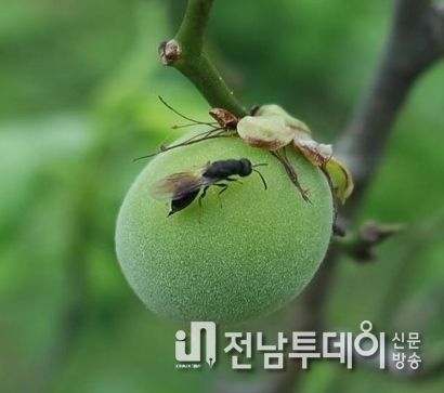 매실 복숭아씨살이좀벌 적기 방제
