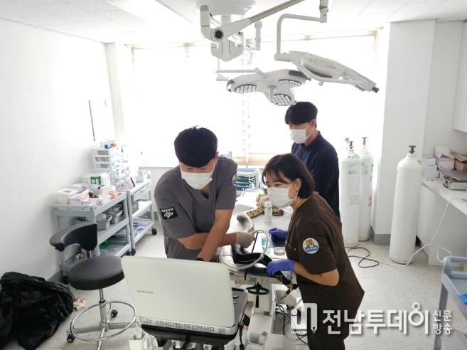 붉은꼬리보아뱀 초음파 검사