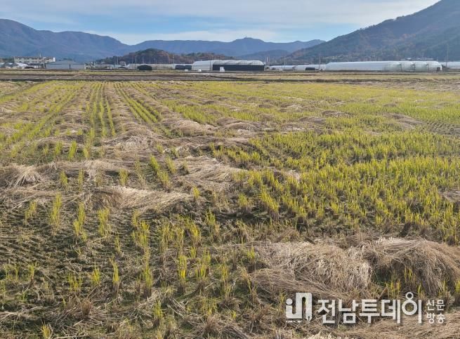 친환경농업 1번지 고흥군, 볏짚 환원사업으로 유기농업 확산 견인