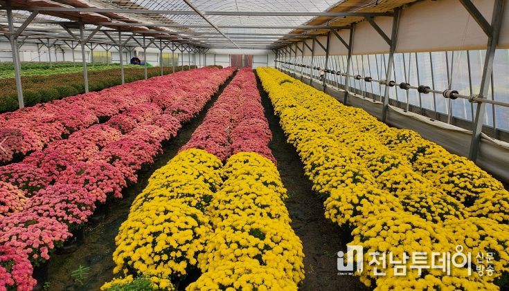 기술센터 내 재배된 국화 화분과 읍내 시가지에 전시중인 모습