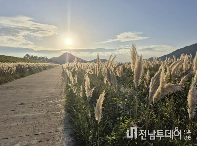 팜파스그라스 길 전경