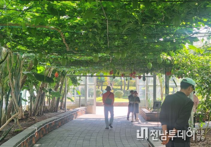 함평군 아열대농업관, 이색 체험으로 인기몰이!