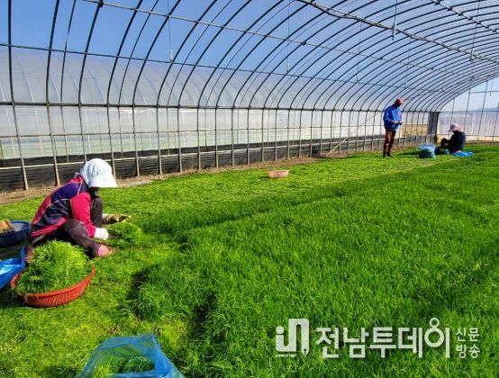 해남군“바다향 품은 간척지의 명품채소”세발나물 출하
