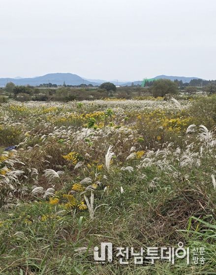 장록습지 내 개화 중인 양미역취