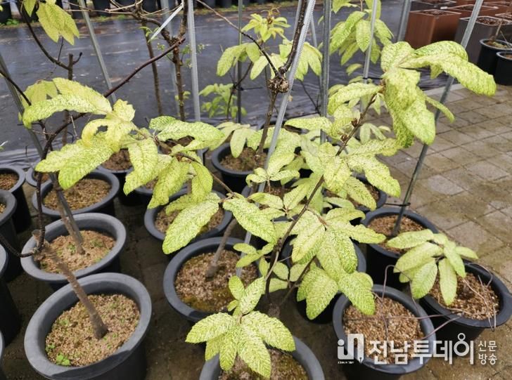 신안 천사 굴참나무(묘목)