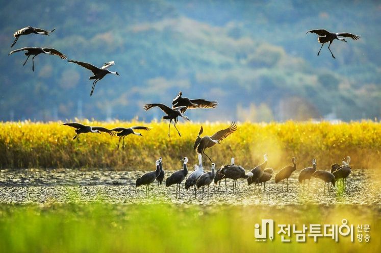 ‘순천만 흑두루미 탐조여행’