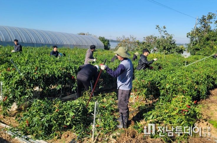 영암군 지역사회, 가을 농촌일손돕기