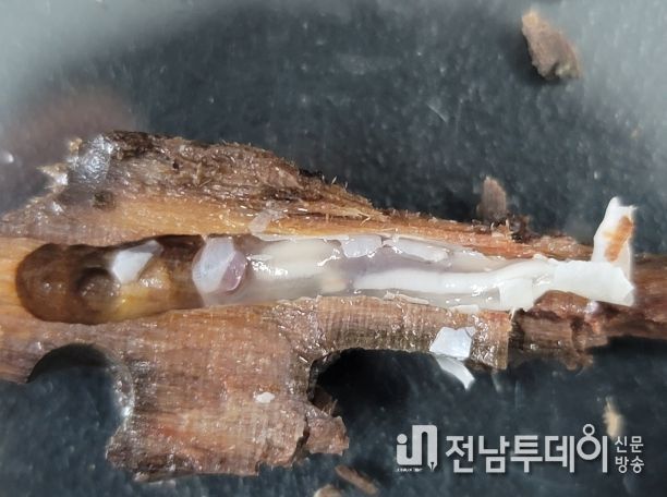 송호리 고선박 생물분석-배좀벌레조개