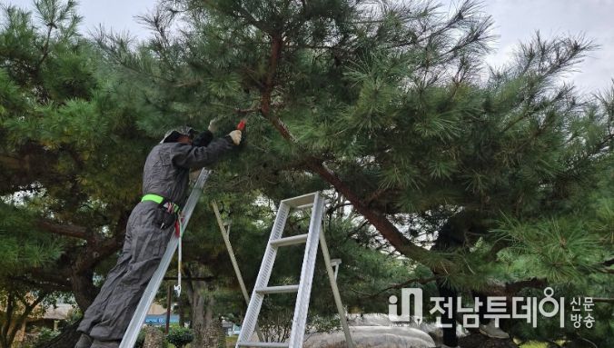 순천나무사랑꾼, 낙안읍성 일원 전정 봉사활동