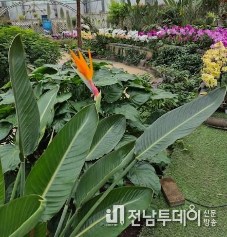 함평군 자연생태공원 아열대전시관, 극락조 개화 사진