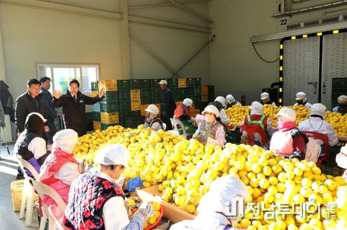 고흥군, 2025년산 고흥 유자 본격 수확과 수매