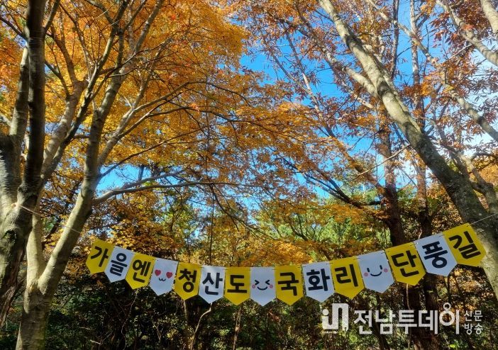 완도 청산도 단풍길 전경