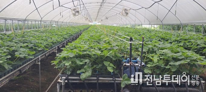 지역특화작목 ‘딸기묘’, 프리미엄 시장 도약 발판