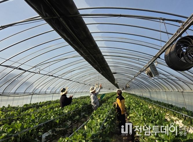 화순군 겨울철 명품과일 딸기 본격 출하