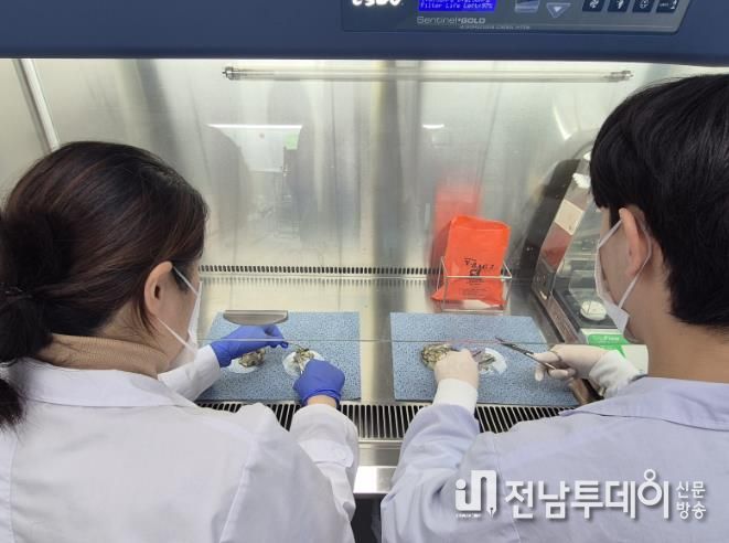 광주광역시, 생식용 굴 노로바이러스 안전성 검사