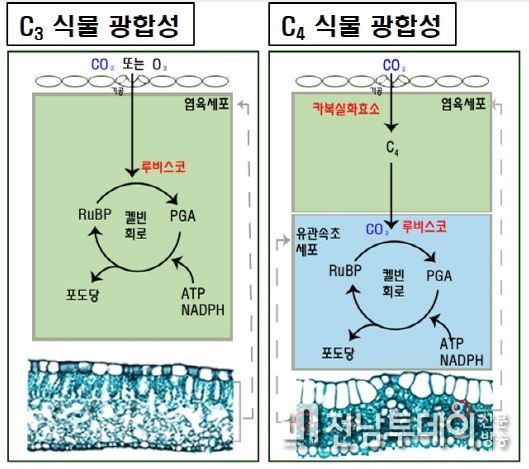 C3와 C4 식물의 광합성 경로 차이 모식도