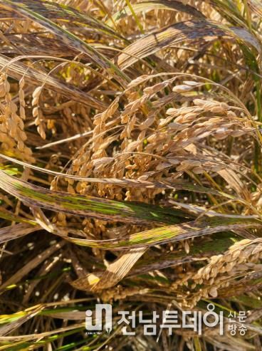 벼 깨씨무늬병 피해 사진