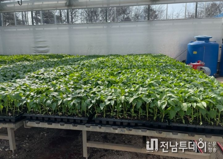 2026년도 고추 육묘 신청 접수