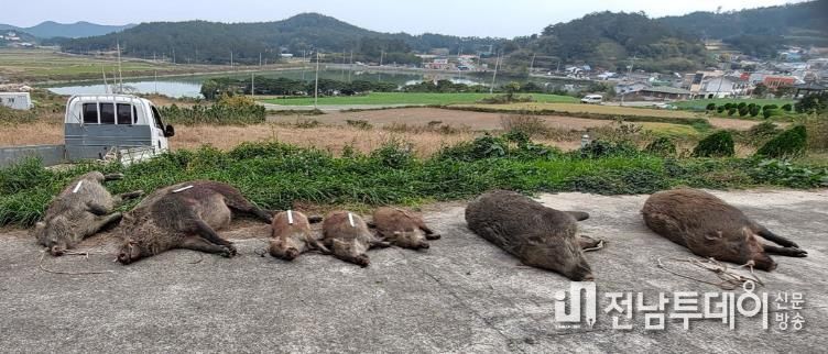 진도군, 야생멧돼지 등 퇴치를 위한 ‘유해야생동물 피해방지단’ 운영