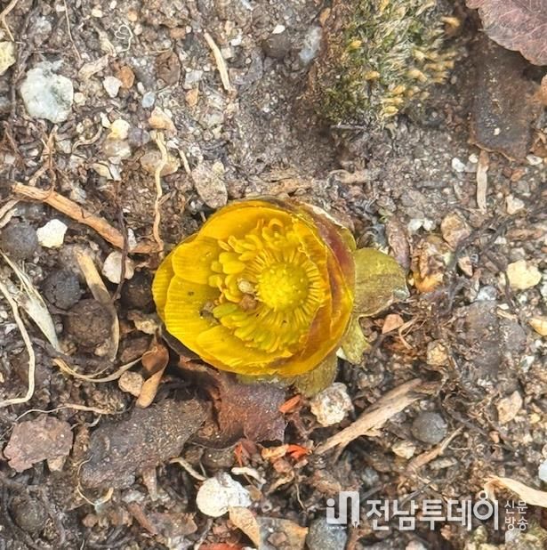 자연이 선택한 봄 1호, 순천만국가정원 ‘복수초’ 활짝