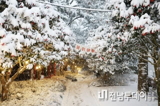 2026.1.11. 압해 눈 오는 날 애기동백