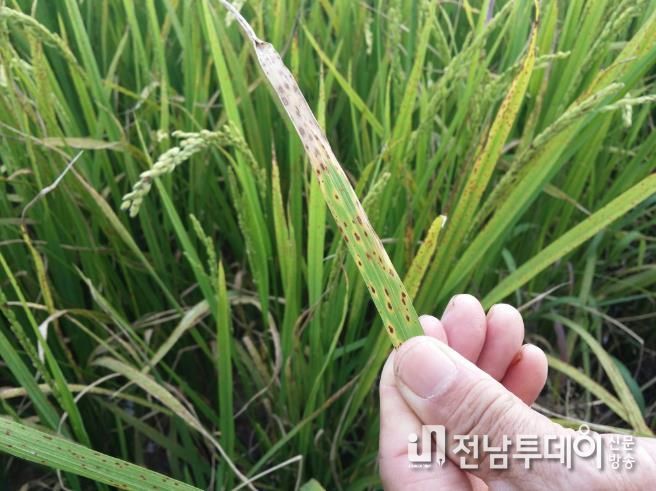 벼 깨씨무늬병 발생 모습.