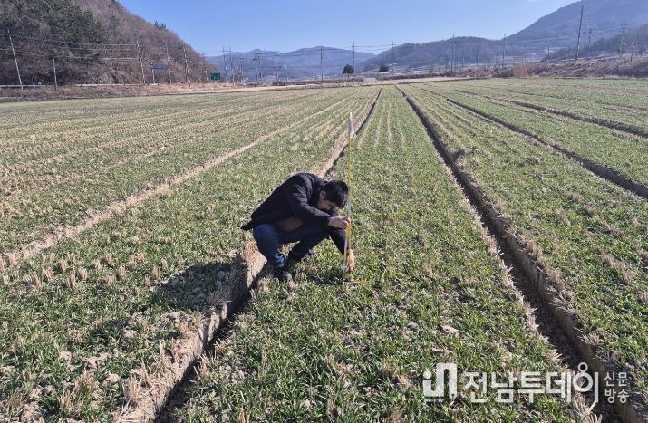 맥류 생육재생기 판단