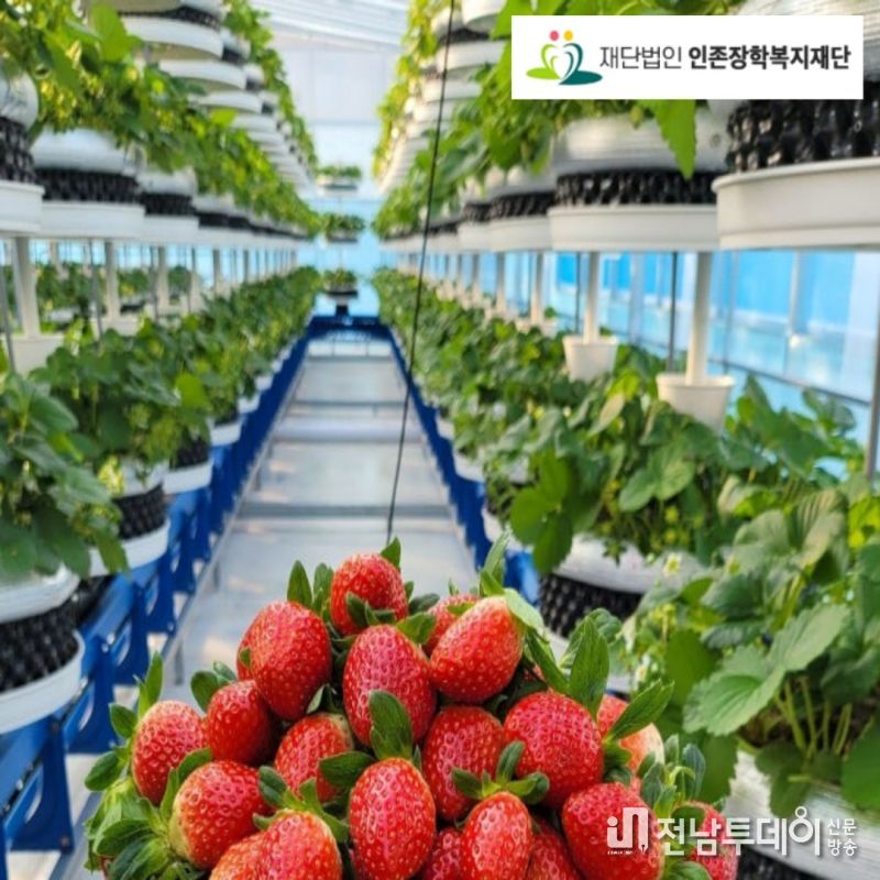 딸기 식물공장