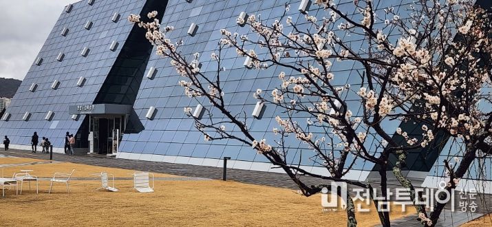 광양시, 원도심 전남도립미술관 앞 고목 매화 꽃