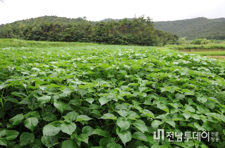 , 노후 모시밭 생산성 향상 위한 토양관리 실천 당부