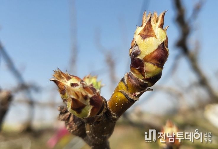 석회유황합제 방제 적기인 배꽃 눈 상태