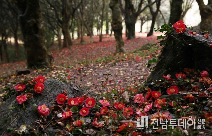 제3회 깅진 백련사 동백축제가 오는 27일 개막한다.