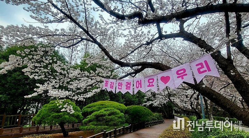 광양시, 매화 이어 벚꽃·동백…봄꽃 릴레이 시작(금호동 벚꽃)