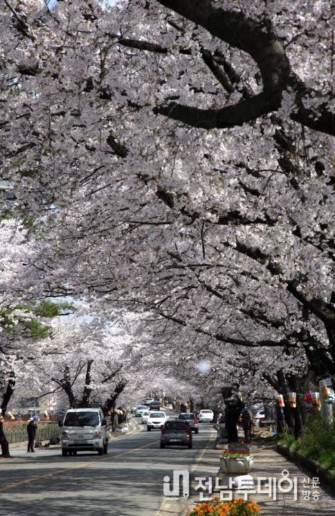 2026 영암왕인문화축제 D-7, 벚꽃 공식 개화.